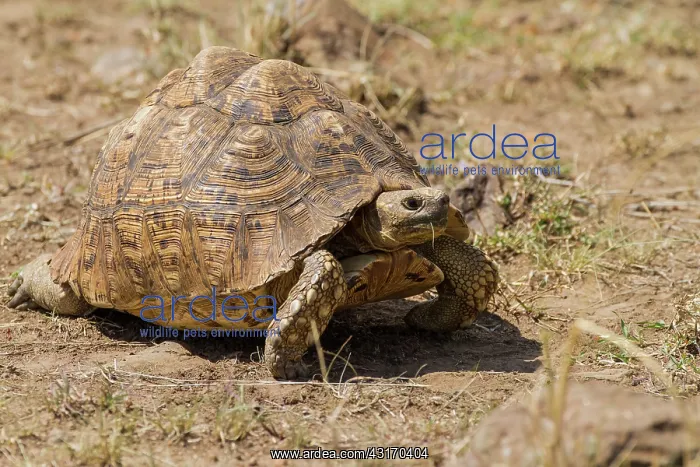 : Leopard tortoise : Leopard tortoise