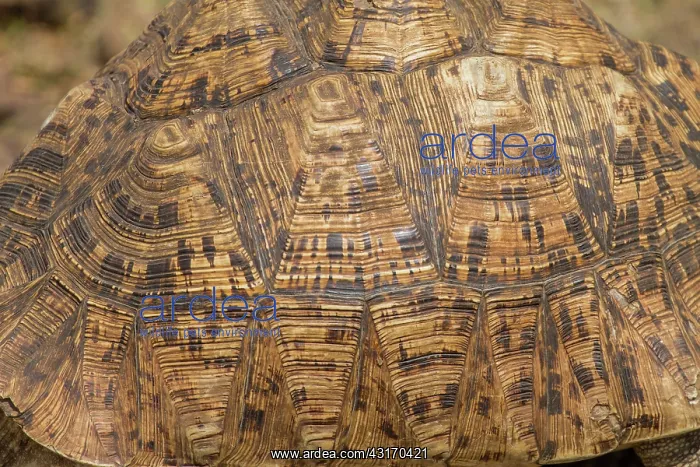 : Leopard tortoise : Leopard tortoise