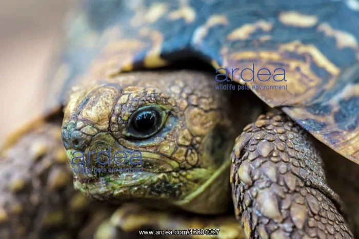 : Leopard Tortoise : Leopard Tortoise