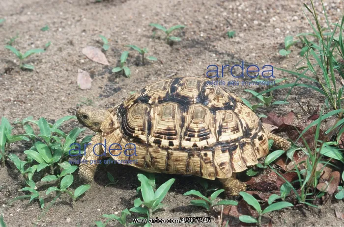 : LEOPARD TORTOISE : LEOPARD TORTOISE