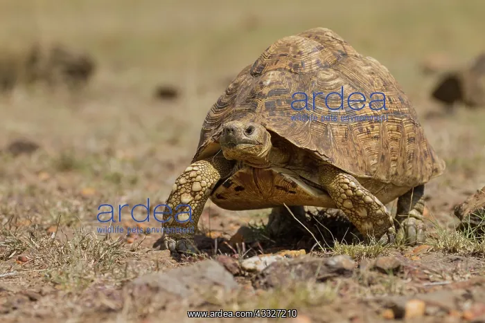 : Leopard tortoise : Leopard tortoise