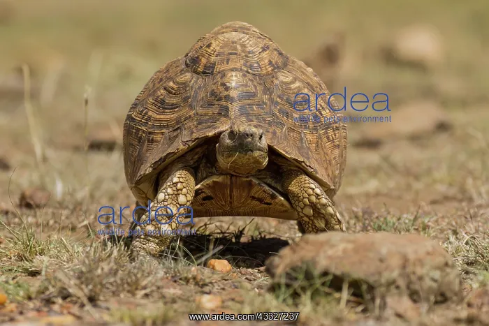 : Leopard tortoise : Leopard tortoise