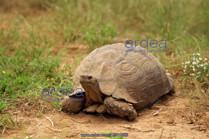 : Leopard Tortoise - Cold-blooded reptile : Leopard Tortoise - Cold-blooded reptile
