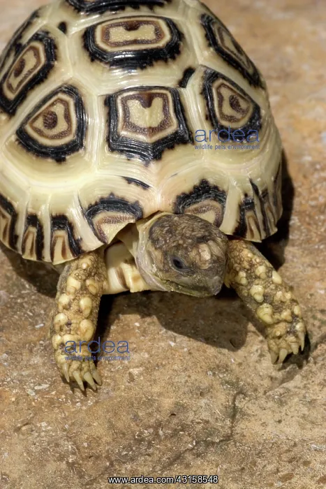 : Leopard Tortoise (Geochelone pardalis) : Leopard Tortoise (Geochelone pardalis)