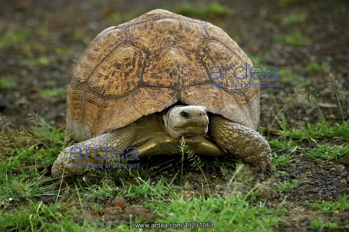 : Leopard Tortoise (geochelone pardalis), Adult standing : Leopard Tortoise (geochelone pardalis), Adult standing