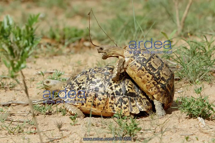 : Leopard tortoise (Geochelone pardalis) mating, Kruger : Leopard tortoise (Geochelone pardalis) mating, Kruger