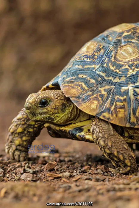 : Leopard Tortoise Masai Mara National Reserve, Kenya : Leopard Tortoise Masai Mara National Reserve, Kenya