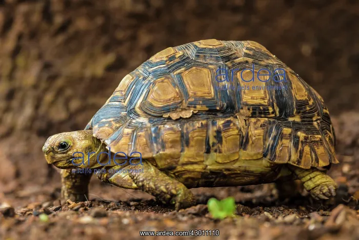  : Leopard Tortoise Masai Mara National Reserve, Kenya