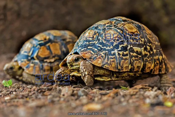 : Leopard Tortoise Masai Mara National Reserve, Kenya : Leopard Tortoise Masai Mara National Reserve, Kenya