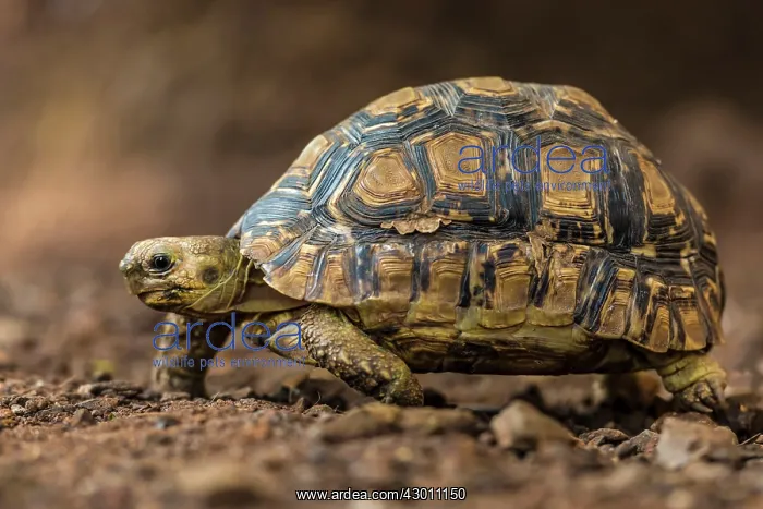 : Leopard Tortoise Masai Mara National Reserve, Kenya : Leopard Tortoise Masai Mara National Reserve, Kenya