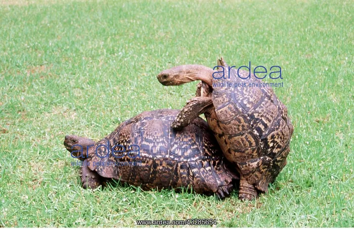 : LEOPARD TORTOISE - MATING : LEOPARD TORTOISE - MATING