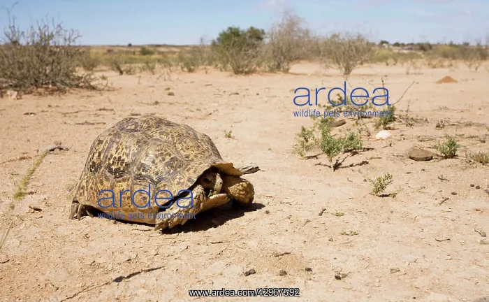 : Leopard Tortoise - peering from within its shell : Leopard Tortoise - peering from within its shell