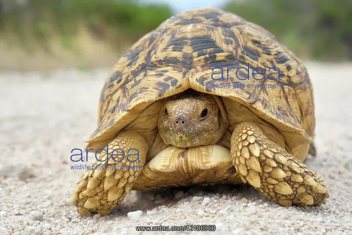  : Leopard tortoise (Stigmochelys pardalis), Damaraland