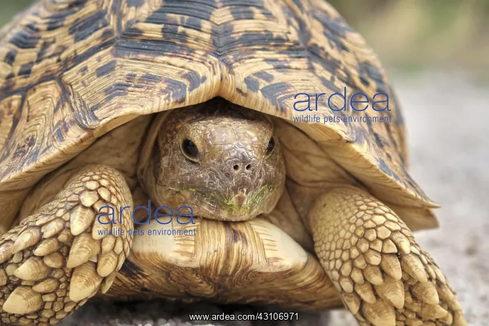  : Leopard tortoise (Stigmochelys pardalis), Damaraland