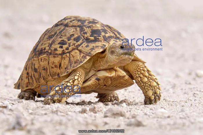 : Leopard tortoise (Stigmochelys pardalis), Damaraland : Leopard tortoise (Stigmochelys pardalis), Damaraland