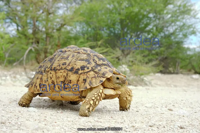 : Leopard tortoise (Stigmochelys pardalis), Damaraland : Leopard tortoise (Stigmochelys pardalis), Damaraland