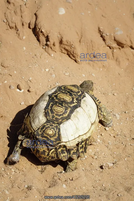 : Leopard tortoise (Stigmochelys pardalis) with pi : Leopard tortoise (Stigmochelys pardalis) with pi