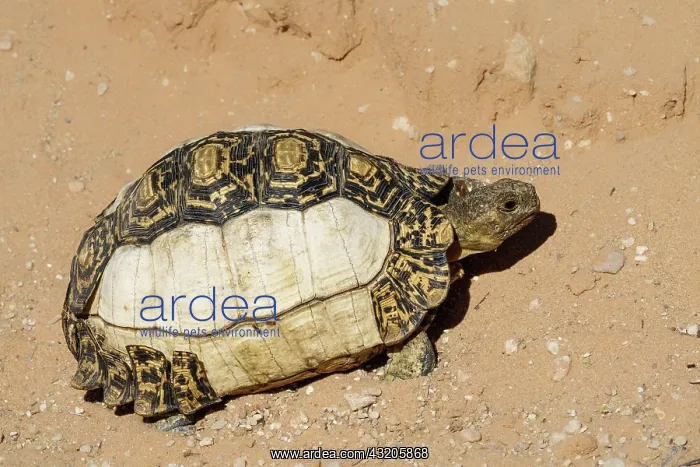 : Leopard tortoise (Stigmochelys pardalis) with pi : Leopard tortoise (Stigmochelys pardalis) with pi