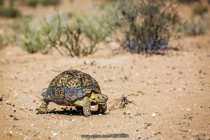 : Leopard tortoise (Stigmochelys pardalis) walking : Leopard tortoise (Stigmochelys pardalis) walking