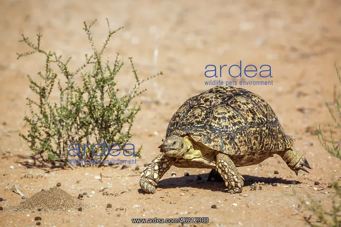: Leopard tortoise (Stigmochelys pardalis) walking : Leopard tortoise (Stigmochelys pardalis) walking