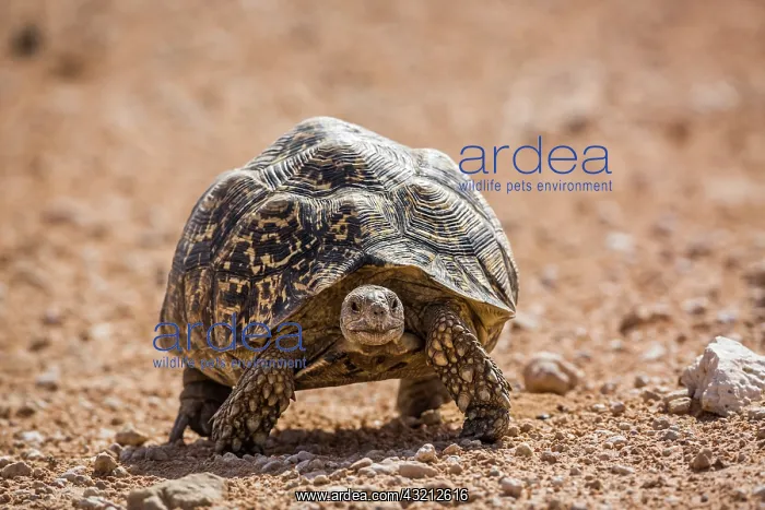 : Leopard tortoise (Stigmochelys pardalis) walking : Leopard tortoise (Stigmochelys pardalis) walking
