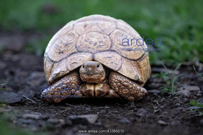 : Leopard tortoise (Stigmochelys pardalis), Zimanga : Leopard tortoise (Stigmochelys pardalis), Zimanga