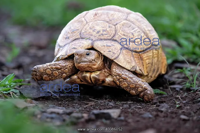 : Leopard tortoise (Stigmochelys pardalis), Zimanga : Leopard tortoise (Stigmochelys pardalis), Zimanga