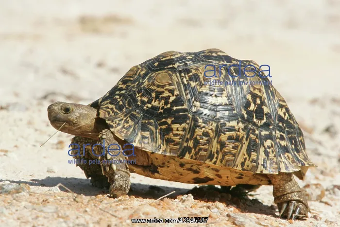 : Leopard Tortoise - with straw in mouth : Leopard Tortoise - with straw in mouth