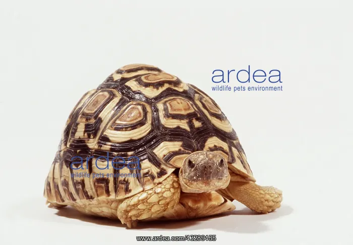 : LEOPARD TORTOISE - IN STUDIO : LEOPARD TORTOISE - IN STUDIO