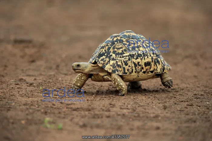 : Leopard tortoise (Testudo pardalis), adult, walking, f : Leopard tortoise (Testudo pardalis), adult, walking, f