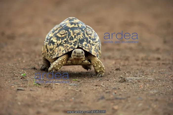 : Leopard tortoise (Testudo pardalis), adult, walking, f : Leopard tortoise (Testudo pardalis), adult, walking, f