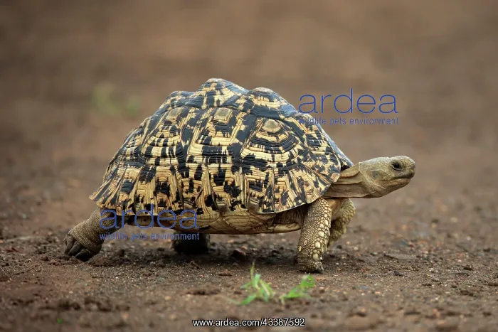 : Leopard tortoise (Testudo pardalis), adult, walking, f : Leopard tortoise (Testudo pardalis), adult, walking, f