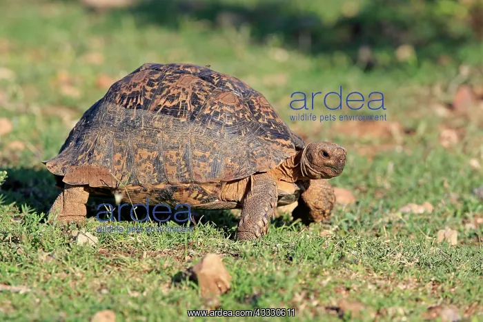 : Leopard tortoise (Testudo pardalis), adult, Addo : Leopard tortoise (Testudo pardalis), adult, Addo