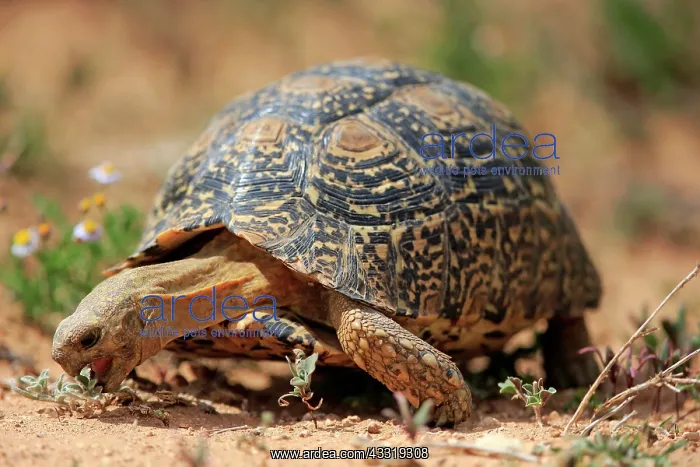 : Leopard tortoise (Testudo pardalis), adult, food : Leopard tortoise (Testudo pardalis), adult, food