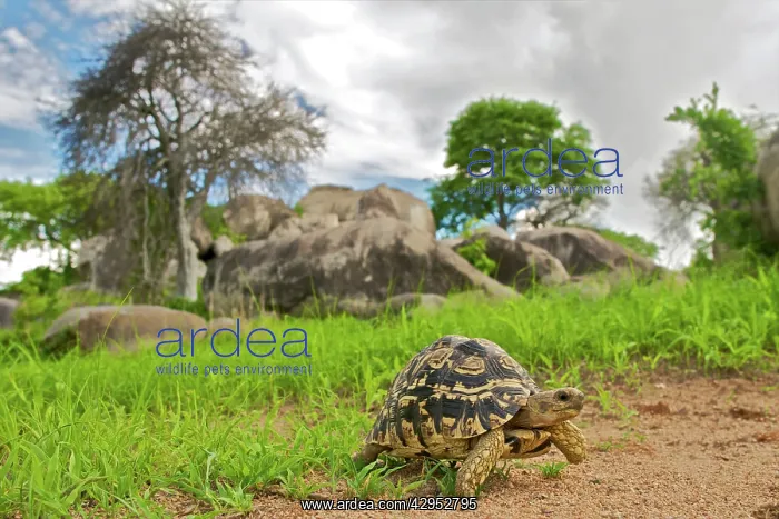 : Leopard Tortoise - walking in the southern Tanzania savannah : Leopard Tortoise - walking in the southern Tanzania savannah