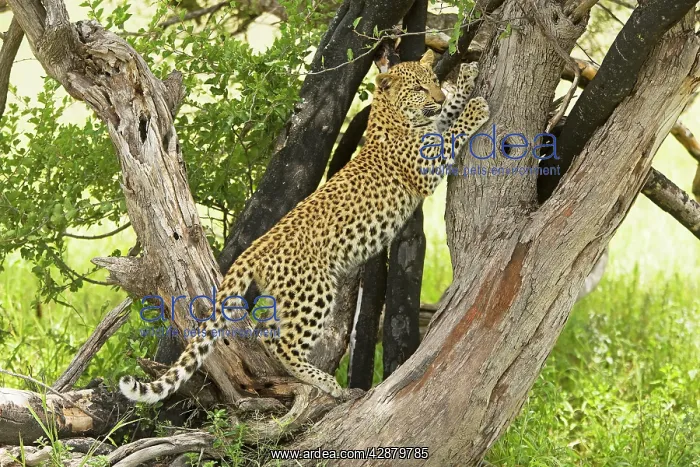 : Leopard - in tree : Leopard - in tree