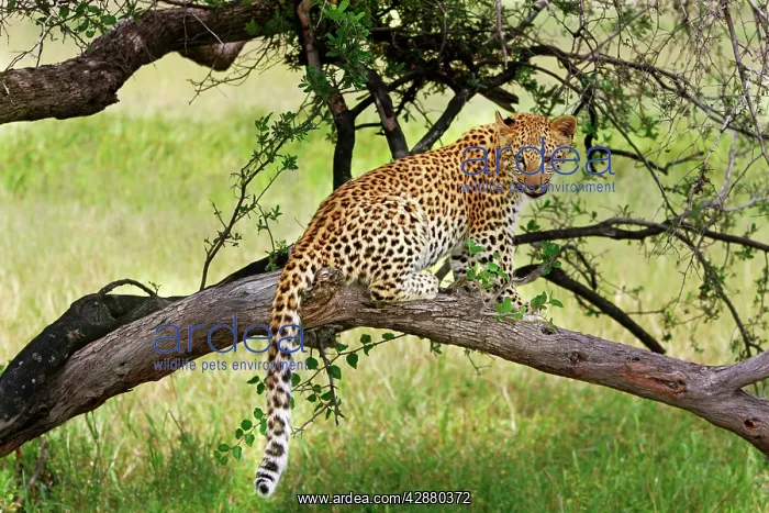 : Leopard - in tree : Leopard - in tree