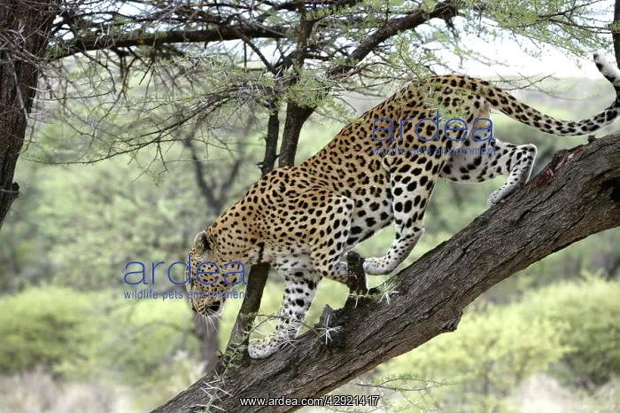 : Leopard - in tree : Leopard - in tree