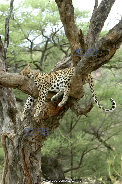 : Leopard - in tree : Leopard - in tree