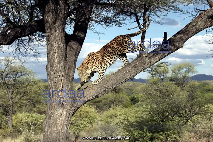 : Leopard - in tree : Leopard - in tree