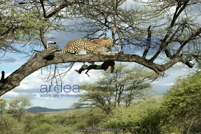 : Leopard - in tree : Leopard - in tree