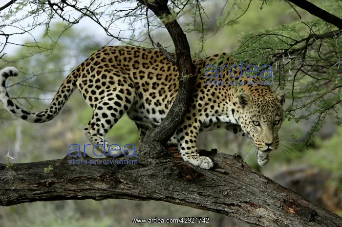: Leopard - in tree : Leopard - in tree