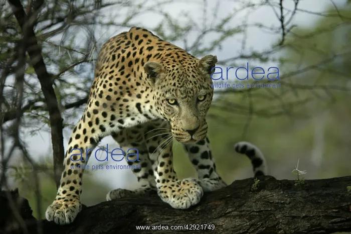 : Leopard - in tree : Leopard - in tree