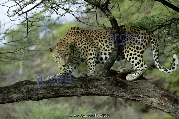 : Leopard - in tree : Leopard - in tree