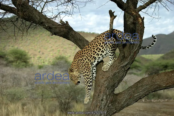 : Leopard - in tree : Leopard - in tree