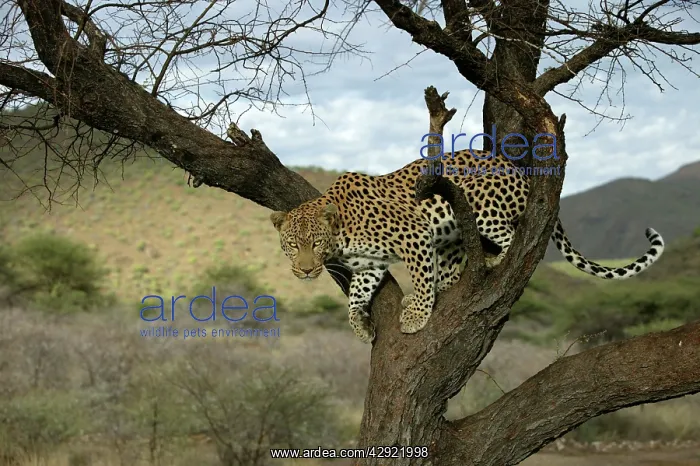 : Leopard - in tree : Leopard - in tree