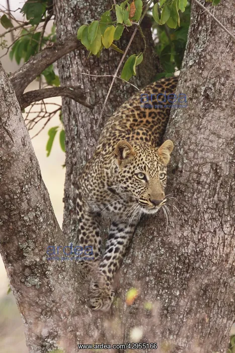: Leopard - in a tree : Leopard - in a tree