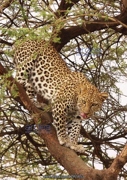 : Leopard - in tree : Leopard - in tree