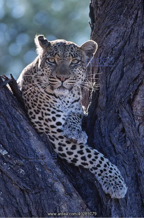 : LEOPARD - in tree : LEOPARD - in tree
