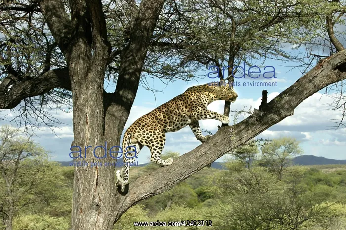 : Leopard - in tree : Leopard - in tree